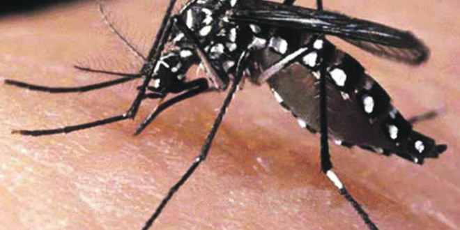 Reunião definiu estratégias para o combate ao mosquito da dengue Reunião definiu estratégias para o combate ao mosquito da dengue