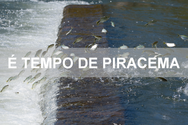 Atenção Pescadores: Piracema iniciou ontem em rios que cortam Mato Grosso