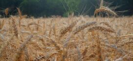 Aumento de mais de 350% no preço dos fertilizantes pode gerar desabastecimento, alerta Aprosoja-MT