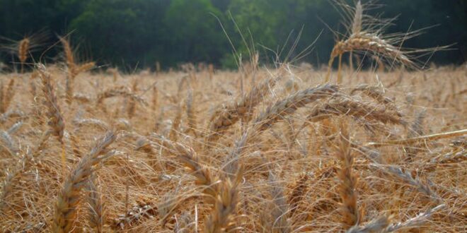 Aumento de mais de 350% no preço dos fertilizantes pode gerar desabastecimento, alerta Aprosoja-MT