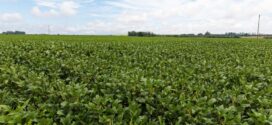 Plantio de soja em Mato Grosso deve iniciar em 16 de setembro