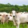 Preço da arroba do boi em Mato Grosso tem leve alta