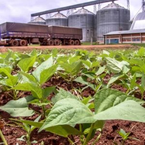 Cinco cidades do Norte Araguaia (MT) integra a lista das 100 mais ricas do agronegócio brasileiro