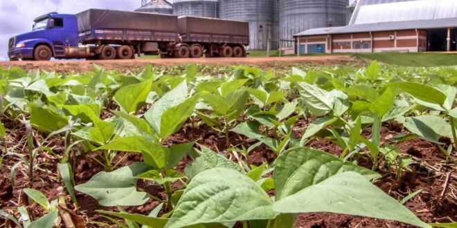 Cinco cidades do Norte Araguaia (MT) integra a lista das 100 mais ricas do agronegócio brasileiro