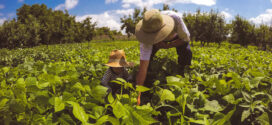 MDA e Embrapa lançam programa de capacitação online voltado para o fortalecimento da agricultura