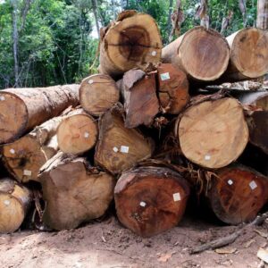 Está proibida a exploração de madeira de manejo florestal em MT até 1º de abril