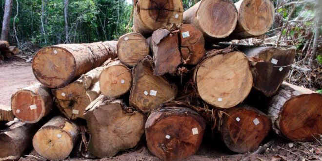 Está proibida a exploração de madeira de manejo florestal em MT até 1º de abril