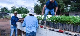 Agricultura e Pecuária distribui 3 mil mudas de café; fomento à atividade cafeeira já atendeu 85 cafeicultores