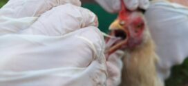 SES confirma dois casos suspeitos de gripe aviária em humanos