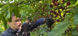 Validação de novos clones aponta caminhos para a produção de cafés especiais em MT