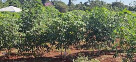  Governo de MT investe em pesquisa com mandioca para fortalecer a agricultura familiar