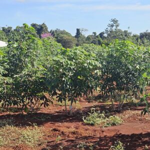  Governo de MT investe em pesquisa com mandioca para fortalecer a agricultura familiar
