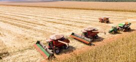 Mato Grosso inicia colheita de milho com produção estimada em 50,3 milhões de toneladas