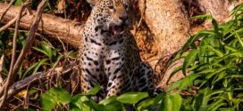 Conselho aprova campanha internacional para posicionar Pantanal como destino de safári