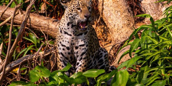 Conselho aprova campanha internacional para posicionar Pantanal como destino de safári