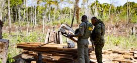 Sema deflagra 127 operações contra crimes ambientais e aplica R$ 1,3 bilhão em multas no primeiro semestre de 2025