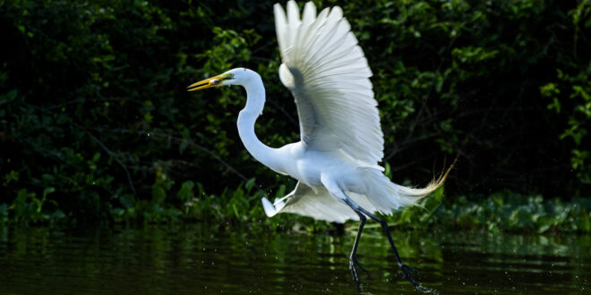 Biodiversidade de Mato Grosso é destaque na maior feira mundial de observação de aves