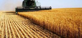 Agronegócio teme perda de safras e apoia negociação do governo com EUA