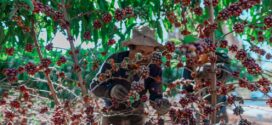Agricultura e Pecuária realiza primeira colheita de grãos do Jardim Clonal