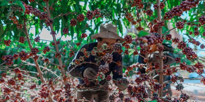 Agricultura e Pecuária realiza primeira colheita de grãos do Jardim Clonal
