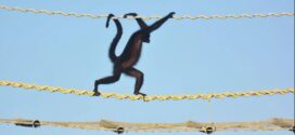 Macaco-aranha é flagrado em ponte de fauna em Alta Floresta, em registro inédito no Brasil