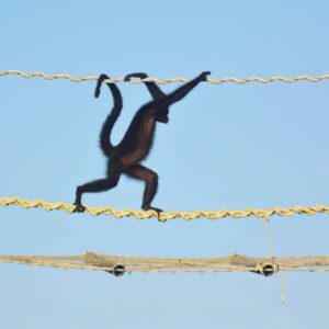 Macaco-aranha é flagrado em ponte de fauna em Alta Floresta, em registro inédito no Brasil