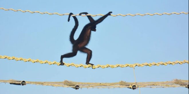 Macaco-aranha é flagrado em ponte de fauna em Alta Floresta, em registro inédito no Brasil