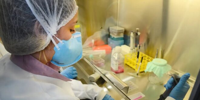 Pesquisa de vacina contra zika avança em testes com camundongos