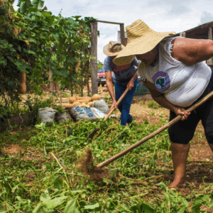 Alta Floresta realiza lançamento do Conecta Serviços em parceria com o Sebrae
