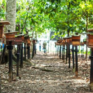 Capacitação incentiva criação de abelhas sem ferrão na região de Alta Floresta