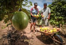 Governo de MT lança programa inovador para fortalecimento da agricultura familiar em parceria com Banco Mundial