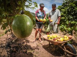 Governo de Mato Grosso aplica mais de R$ 800 milhões na agricultura familiar