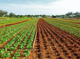 Governo de MT vai mostrar como aliar produção de alimentos e preservação ambiental na COP 30