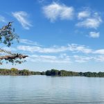 “Plantar árvore pra queimar: MT aposta no eucalipto pra salvar o etanol”