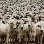 Mato Grosso assume liderança nas exportações de carne bovina para a China em 2025