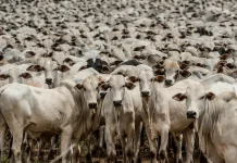 Mato Grosso assume liderança nas exportações de carne bovina para a China em 2025