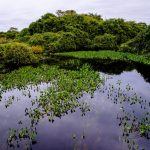 Sema participa de seminário nacional com palestras sobre o Pantanal