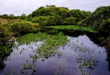 Sema participa de seminário nacional com palestras sobre o Pantanal