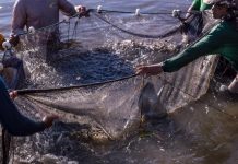 Sedec e Prefeitura de Paranaíta firmam convênio para instalar fábrica municipal de ração para peixes