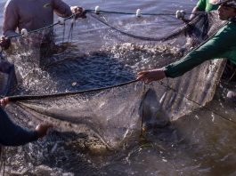 Sedec e Prefeitura de Paranaíta firmam convênio para instalar fábrica municipal de ração para peixes