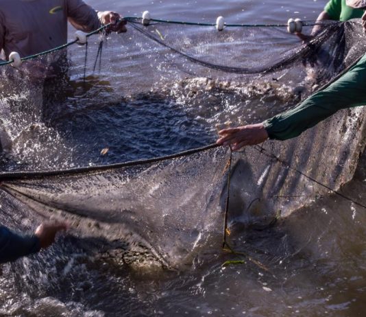 Sedec e Prefeitura de Paranaíta firmam convênio para instalar fábrica municipal de ração para peixes