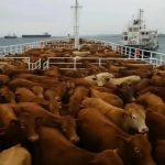 2.850 vacas ficam 90 dias confinadas em navio e podem morrer durante viagem de retorno