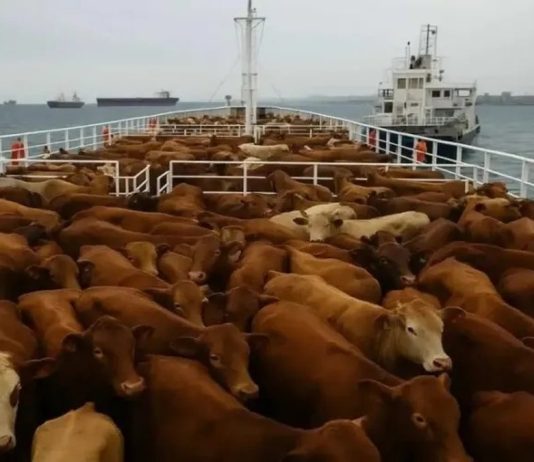 2.850 vacas ficam 90 dias confinadas em navio e podem morrer durante viagem de retorno