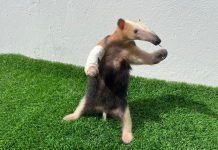 Bombeiros de Alta Floresta resgatam jiboia, eliminam enxame de marimbondos e capturam tamanduá em menos de 24 horas