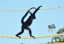 Filhote de macaco-aranha ameaçado é flagrado usando ponte de dossel em Alta Floresta
