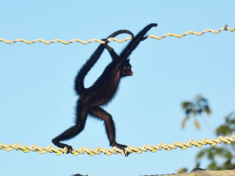 Filhote de macaco-aranha ameaçado é flagrado usando ponte de dossel em Alta Floresta