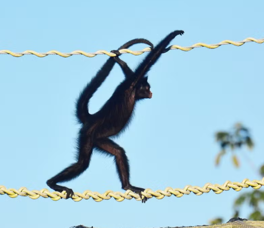 Filhote de macaco-aranha ameaçado é flagrado usando ponte de dossel em Alta Floresta