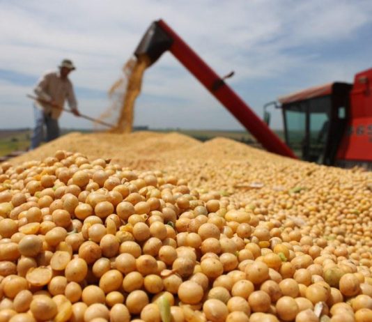Safra de soja em MT acende alerta com custo recorde e crédito mais rígido