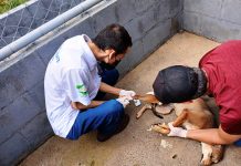 Servidores de Alta Floresta participam de capacitação regional sobre Leishmaniose Visceral em Paranaíta