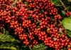 Café dispara com clima no Brasil e tensão global no radar